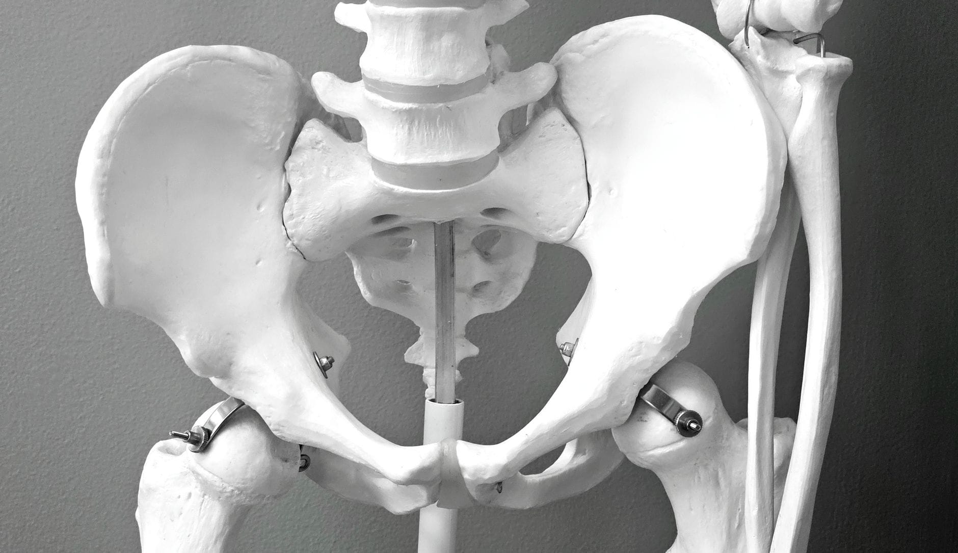 Rysunek kręgosłupa i miednicy fundament poprawnej postawy i proporcji całej sylwetki Model miednicy i kręgosłupa człowieka używany do nauki anatomii